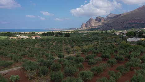 Unten-Pfanne-Von-Olivenbäumen-Im-Land-Sizilien
