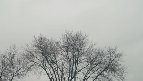 Ramas-Superiores-De-Los-árboles-Moviéndose-En-El-Viento-En-Medio-Del-Invierno-En-Un-Día-Nublado
