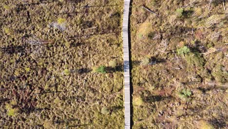 People-enjoy-sunny-day-on-wooden-pathway-in-middle-of-swampy-area,-aerial-top-down-shot