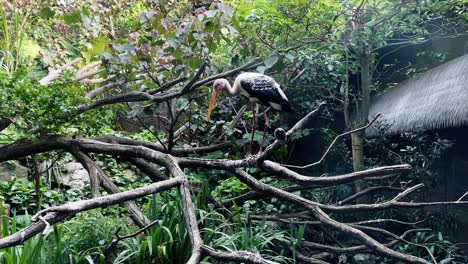 Large-wader,-painted-stork,-mycteria-leucocephala-perching-on-tree-branch-and-fly-away-at-Singapore-river-wonders,-safari-zoo,-mandai-reserves