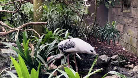 Painted-stork,-mycteria-leucocephala-foraging-in-the-water-for-food-at-Singapore-river-wonders,-safari-zoo,-mandai-reserves,-close-up-static-shot