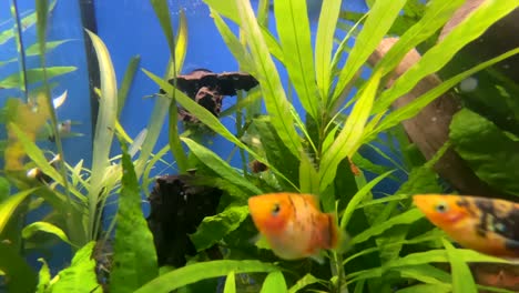 Close-up-shot-of-cute-orange-colored-goldfish-swimming-underwater-in-aquarium