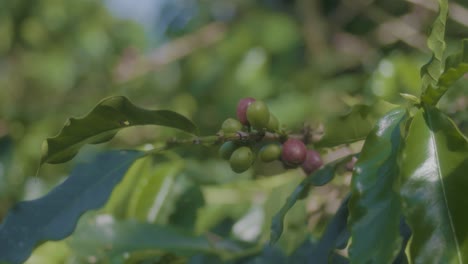 Nahaufnahme-Der-Kaffeepflanze-Und-Ihrer-Beeren