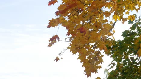 Strong-wind-blowing-golden-maple-tree-leaves-out-of-branches,-static-shot