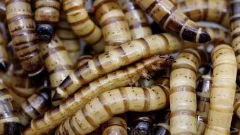 Closeup-of-pile-of-Mealworms,-the-larva-of-Darkling-Beetles