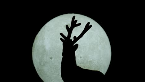 Silhouette-of-Miniature-Reindeer-against-Full-Moon-in-the-night---Zoom-in,-static-shot