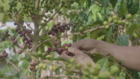 Farmer-collecting-the-berries-of-a-coffee-plant-in-Huila,-Colombi
