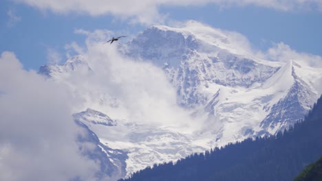 Falcon-soaring-high-in-Swiss-Alps,-imposing-snowy-mountain-background