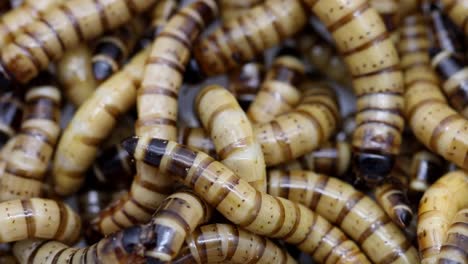 Gusanos-De-La-Harina,-La-Larva-De-Los-Escarabajos-Oscuros-Utilizados-Como-Alimento-Vivo-Para-Mascotas