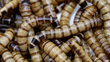Primer-Plano-De-Gusanos-De-Harina,-La-Larva-De-Escarabajos-Oscuros-Utilizada-Como-Alimento-Vivo-Para-Mascotas