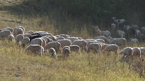 Graze-livestock-goats-in-rural-farm