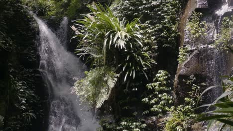 Close-shot-of-Elabana-Falls-cascading-in-slow-motion---Australian-rainforest