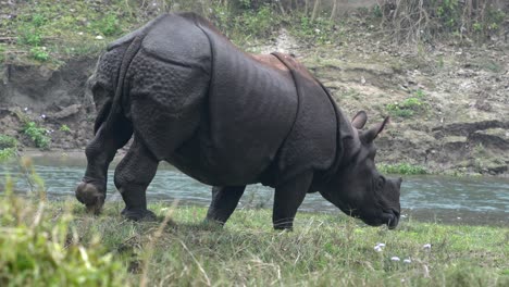 Un-Rinoceronte-De-Un-Cuerno-En-Peligro-De-Extinción-Caminando-A-Lo-Largo-De-La-Orilla-De-Un-Río-En-El-Parque-Nacional-De-Chitwan-En-Nepal