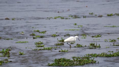 A-great-egret-fishing-in-a-river-bank-in-the-Chitwan-National-Park