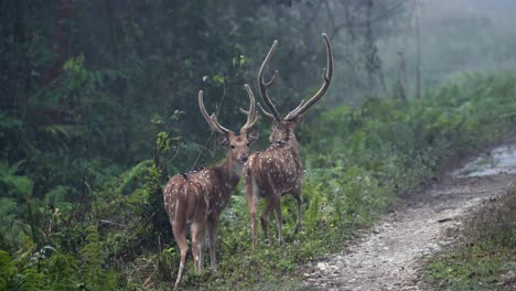 Einige-Gefleckte-Hirsche-Oder-Axishirsche-In-Ihrem-Natürlichen-Lebensraum-In-Nepal-Im-Licht-Und-Nebel-Des-Frühen-Morgens