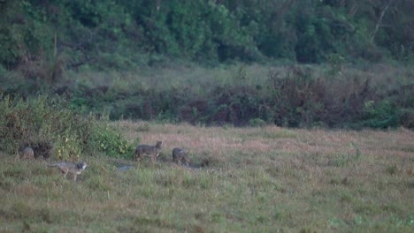 Some-jackals-nosing-around-a-bunch-of-bushes-in-an-open-field-in-the-grasslands-of-Nepal-in-the-late-evening