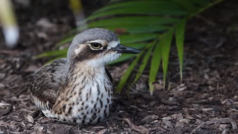 Stone-bush-curlew-sitting-motionless-in-a-park-then-turning-its-head