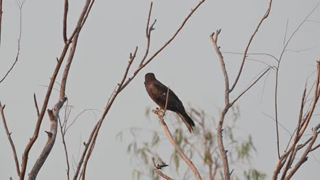 Black-eared-Kite-Milvus-lineatus-seen-on-a-branch-within-a-forest-of-bare-trees-in-Pak-Pli,-Nakhon-Nayok,-Thailand
