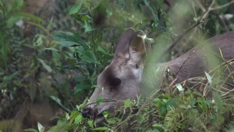 A-sambar-deer-eating-some-green-leaves-in-the-jungle-in-Chitwan-National-Park