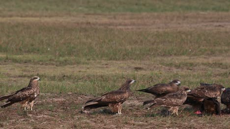 Black-eared-Kite-Milvus-lineatus-Kites-rushing-towards-the-right-feeding-on-given-meat-for-them-to-fatten-up-before-they-make-their-return-flight,-Pak-Pli,-Nakhon-Nayok,-Thailand