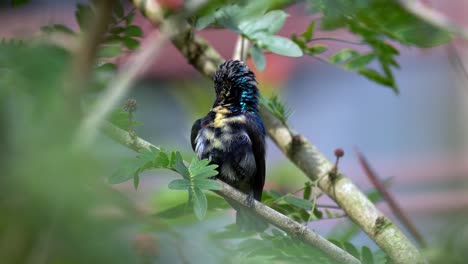 Un-Pájaro-Solar-Púrpura-Juvenil-Acicalándose-Las-Plumas-Mientras-Se-Sienta-En-Un-árbol