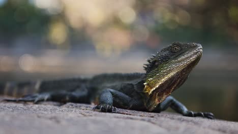 Motionless-water-dragon-lizard-by-water-with-out-of-focus-background