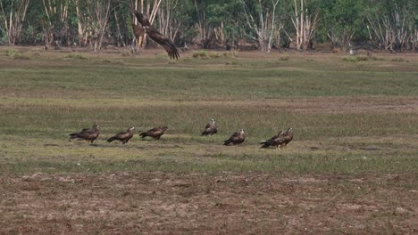 Black-eared-Kite-Milvus-lineatus-a-flock-of-Kites-seen-on-the-grass-from-a-distance-while-others-flyby-in-Pak-Pli,-Nakhon-Nayok,-Thailand