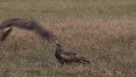 Black-eared-Kite-Milvus-lineatus-seen-on-the-grass-facing-towards-the-left-as-other-Kites-flyby-over-towards-it,-Pak-Pli,-Nakhon-Nayok,-Thailand