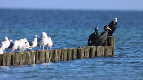 three-cormorants-and-many-seagulls-are-standing-next-to-each-other-on-a-groyne