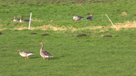 two-gray-geese-waddling-across-green-meadow