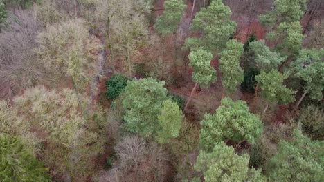 drone-shot-of-a-forest-in-autumn
