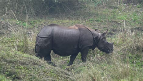 Ein-Vom-Aussterben-Bedrohtes-Nashorn-Mit-Einem-Horn,-Das-Im-Chitwan-Nationalpark-In-Nepal-Am-Ufer-Eines-Flusses-Entlang-Geht