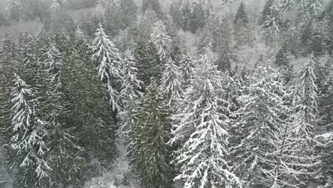Snow-draped-evergreen-forest-during-a-blizzard,-aerial-orbit