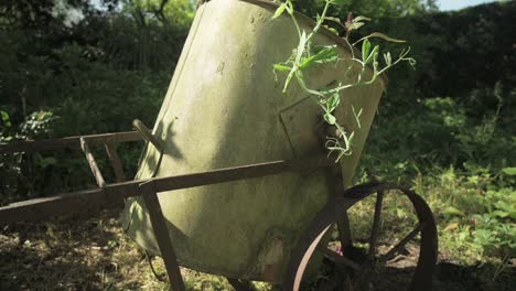 Panning-down-an-old-rusty-metal-barrel-with-plants-trailing-out-the-top