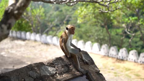 Static-view-of-Cute-monkey-as-human-sitting-on-the-fence-in-over-a-Buddhist-temple-cave-in-Dambulla,-Sri-Lanka