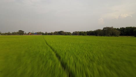 Low-Flying-Drone-Shot-Over-Lush-Green-Paddy-Fields-in-Thailand
