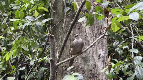 Medium-sized-brown-bird,-olive-winged-bulbul,-pycnonotus-plumosus-with-diagnostic-olive-green-wings-commonly-found-in-lowland-forests-and-scrub