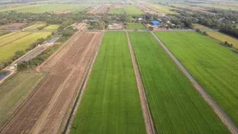Luftdrohne-Schoss-Hoch-Oben-über-Reisfelder-In-Thailand-Mit-Dolly-Vorwärtsbewegung