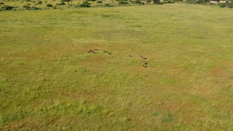 Antilope-Auf-Einem-Feld-Grasend,-Hohe-Drohne-Fliegt-Vorbei