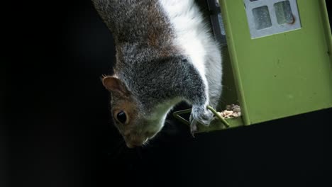 Grey-Squirrel-Isolated-Black-Background-Slow-Motion-Feeding-Bird-Feeder-Upside-Down-Animal-Wildlife