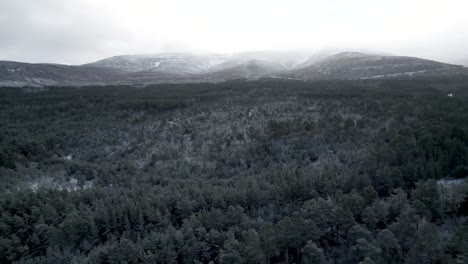 Aerial-drone-footage-slowly-descending-into-the-snow-covered-canopy-of-a-Scots-pine-forest-against-a-backdrop-of-a-mountain-landscape-at-sunrise-as-snow-falls-in-winter,-Scotland