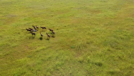 High-drone-shot-of-antelope-in-a-green-pasture-running-and-playing
