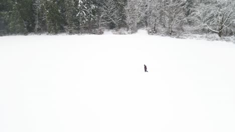 A-lone-female-walking,-struggling-across-an-empty-field-of-deep-snow,-high-aerial-orbit