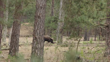 Big-wild-boar-stirs-the-ground-in-the-forest-in-search-of-food