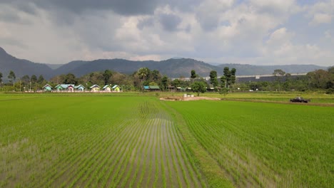 Drohnenaufnahme-Aus-Der-Luft,-Die-über-Frisch-Grünen-Reisfeldern-In-Thailand-Mit-Bergigem-Hintergrund-Aufsteigt