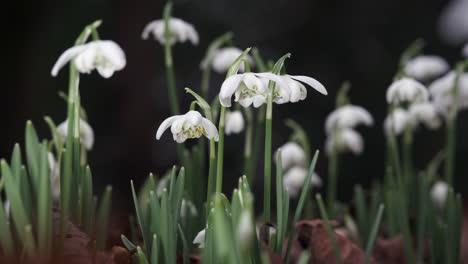 Zarte,-Reinweiße-Schneeglöckchenblumen,-Die-In-Einem-Englischen-Waldland-Blühen