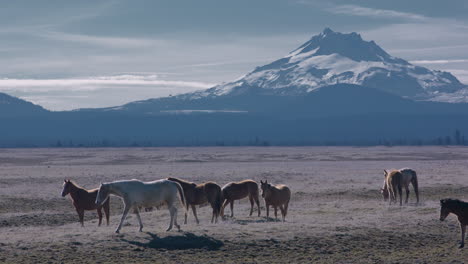 Herd-of-wild-horses-grazes-peacefully-in-fields-beneath-mountain-range-in-the-outback-of-Central-Oregon