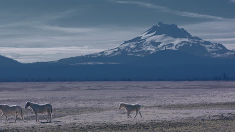 Herd-of-wild-horses-grazes-peacefully-in-fields-beneath-mountain-range-in-the-outback-of-Central-Oregon
