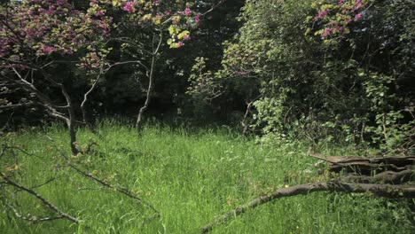 Panning-shot-through-a-little-meadow-with-a-pink-flowered-tree-and-old-tree-branches-among-the-grass