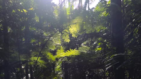 Tracking-through-dense-green-tropical-rainforest-with-ferns-slow-motion